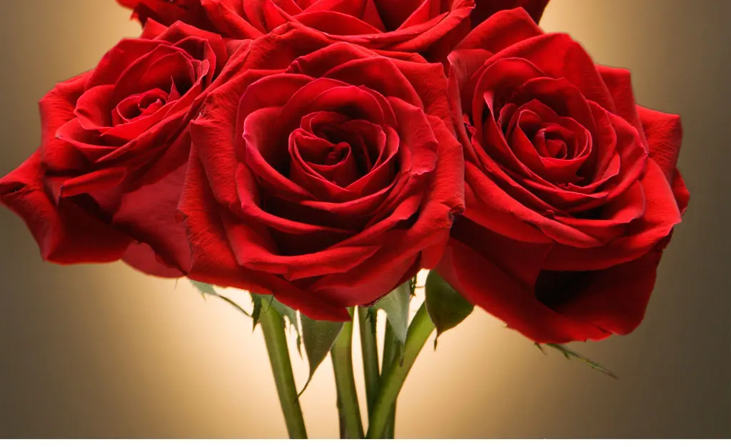 Sean Ahearn Death, Gonzaga University Student From Spokane Washington Has Died – Obituary